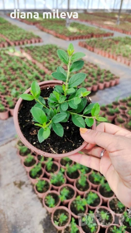 Котонеастър Дамери Мажор, Cotoneaster Dammeri Major, снимка 12 - Градински цветя и растения - 55283660