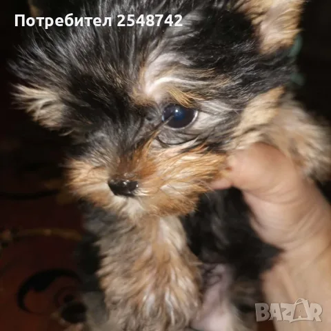 Мини Йорки.  . . , снимка 3 - Йоркширски териер - 55342352