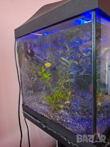 Aквариум AquaEL SET LEDDY DAY&NIGHT 54 литра, снимка 3 - Аквариуми - 54118409