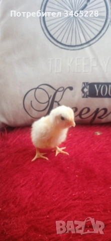 Пиленца Брама, Орпингтон, Легхорн,Шабо, снимка 2 - Кокошки и пуйки - 52882666