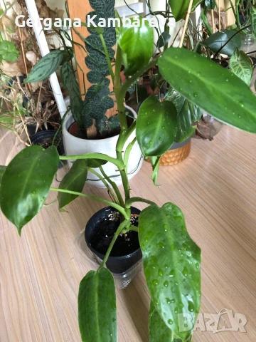 Philodendron Jose Buono 