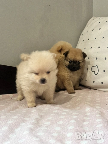 Померан , снимка 2 - Померан - 54160034