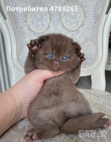 Кафява Британска Късокосместа, снимка 5 - Британска късокосместа - 54125356