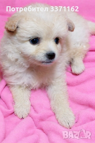 Померански шпиц