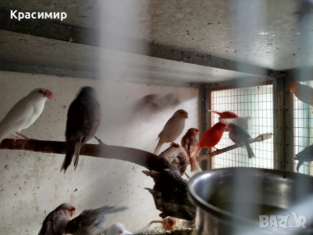 различни видове птици, снимка 5 - Папагали - 54680717