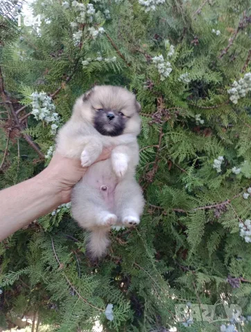 Момче и момиче. Померани. 