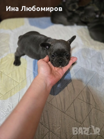 Малки сладки Френски булдочета, снимка 5 - Френски булдог - 54219170