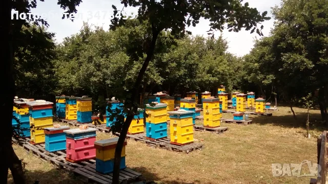 Био пчелен мед от производител - реколта 2026, снимка 7 - Пчелни продукти - 55454002