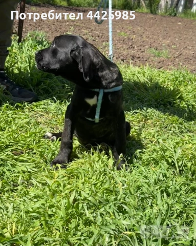 Cane Corso , снимка 2 - Кане корсо - 54327985