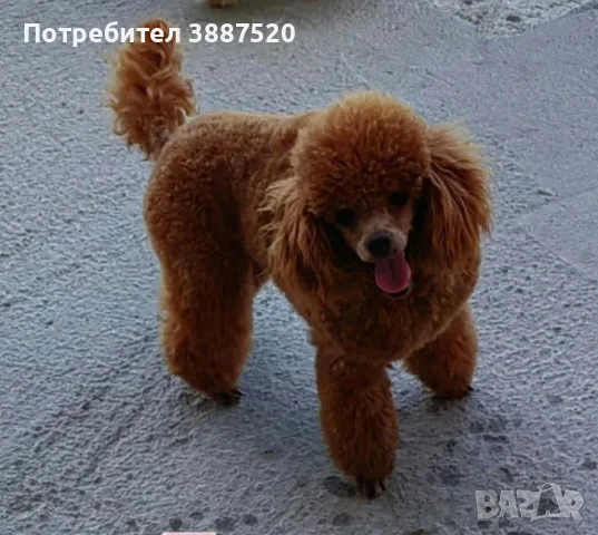 Той пуделче от родословни родители , снимка 4 - Пудели - 55573655