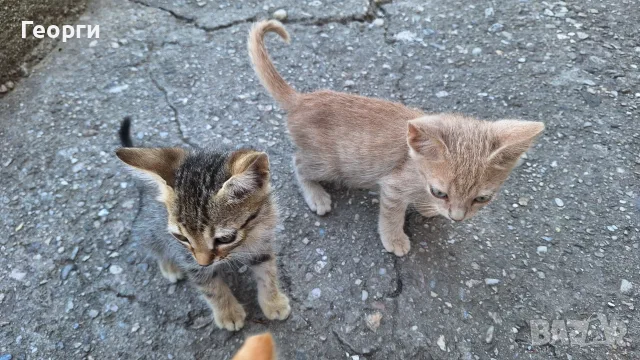 Подарявам котенца, снимка 10 - За котки - 55484335