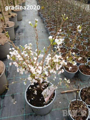 Японска вишна  (Фуджи череша), снимка 5 - Разсади - 54102938