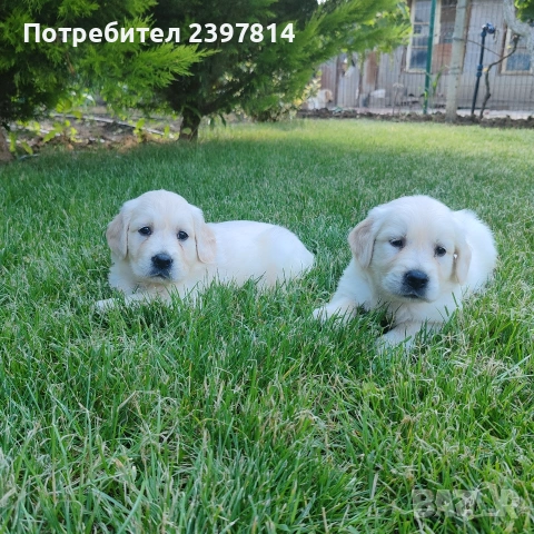 Голдън ретривър , снимка 3 - Голдън ретривър - 55008971