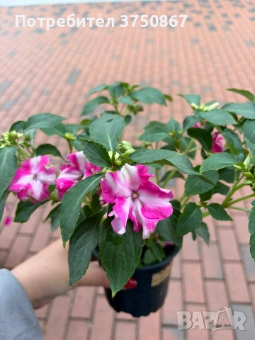 🩷🌿💜 Impatiens walleriana 'Raffael Star Mix' (Циганче / Импатиенс), снимка 8 - Градински цветя и растения - 54733445