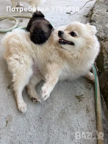 Чау - Чау  💙🐾🐶 Най-пухкавите Чау Чау бебета очакват своите нови семейства , Много скоро 🎉🪭❤️✨🐾🥰🐩➡️⤵️, снимка 5 - Чау Чау - 55342819