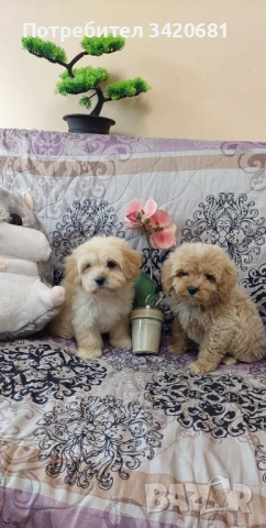 Малтипу , снимка 4 - Пудели - 54370460