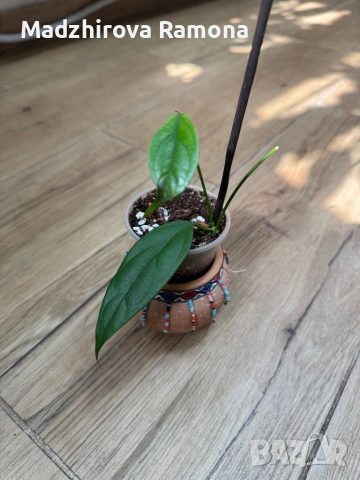 Hoya Chewiorum , снимка 2 - Стайни растения - 54001879