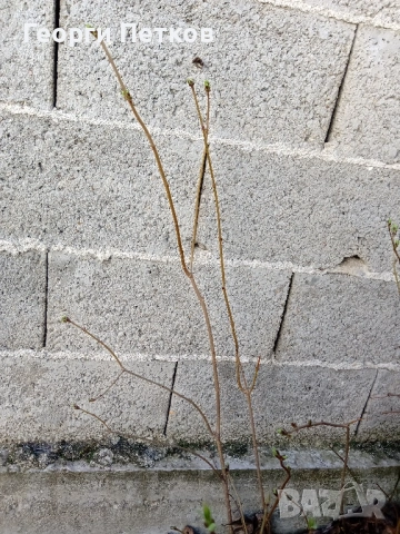 Люляк , снимка 6 - Градински цветя и растения - 54149717