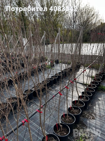 Нар , снимка 5 - Градински цветя и растения - 54221120