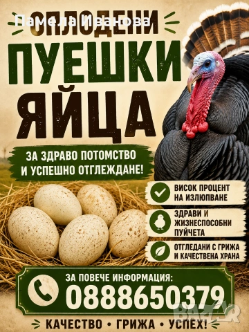 оплодени пуешки яйца 