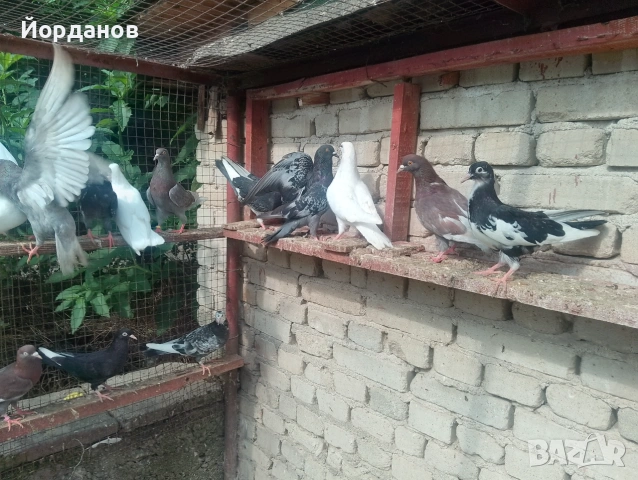 Продавам пазарджишки гълъби, снимка 12 - Гълъби - 54780576