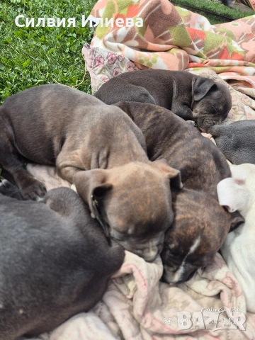 Малки бебета питбули , снимка 12 - Питбул - 54090036