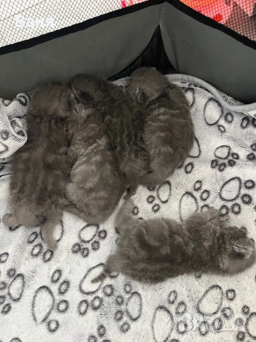 Малки сладки и игриви котенца търсят своя собственик за повече информация 0877727720, снимка 5 - Британска късокосместа - 55180328