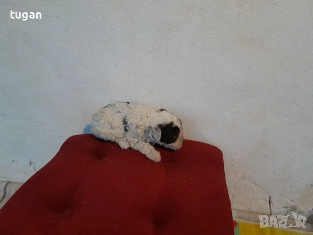 Бебета Лагото Романьоло / Lagotto Romagnolo, снимка 14 - Други - 54303243