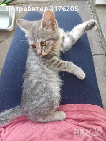 Женски котета търсят дом, снимка 12 - Други - 47355560