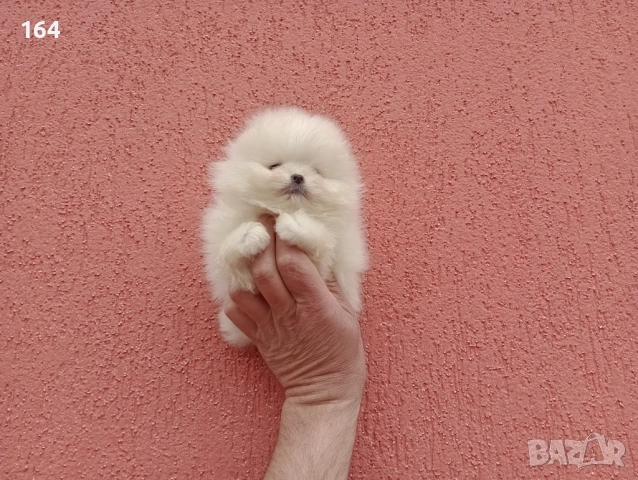 Бели мини Померани. Реални снимки! Изпращам клипове!, снимка 8 - Померан - 54012946