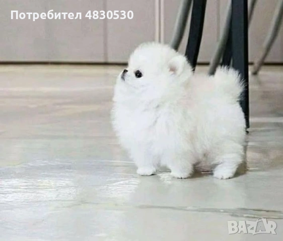 Померан момче и момиче, снимка 3 - Померан - 54671365