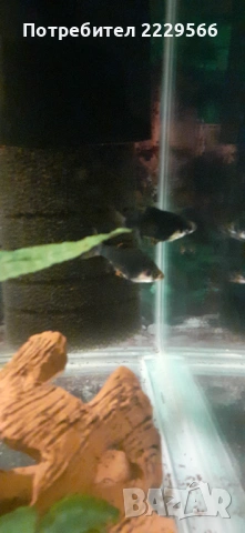 Подарявам рибки , снимка 3 - Рибки - 54303601