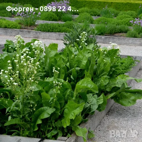 Хрян – свеж, ароматен и с пикантен вкус, снимка 3 - Разсади - 55298434