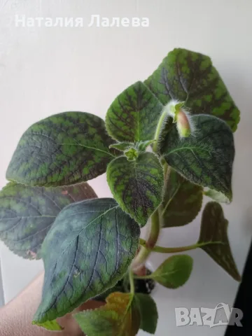Колерия, Kohleria Marta, снимка 2 - Стайни растения - 55549655