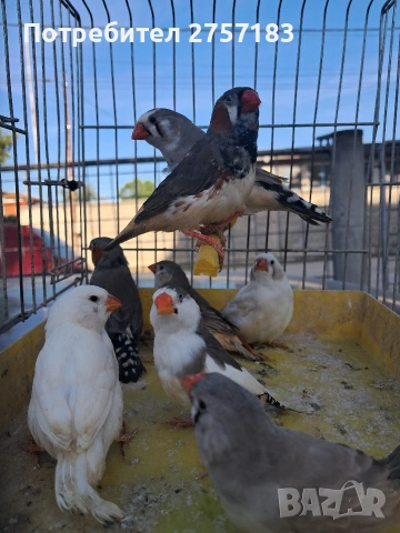 продавам млади финки, снимка 4 - Амадини - 54624742