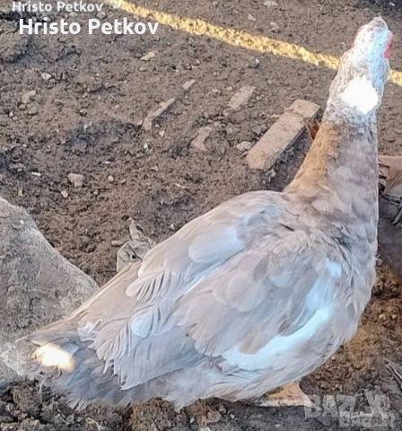 Продавам неми Патици и Патори , снимка 9 - Патици и гъски - 54097625