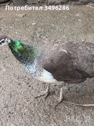 Продавам паунка