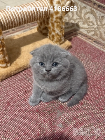 клепоуха шотландска 