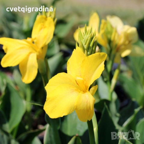 Canna Yellow(Канна жълта)