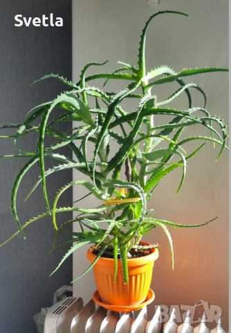 Лечебно Алое (Дървовидно Aloe Arborescens) над 4г