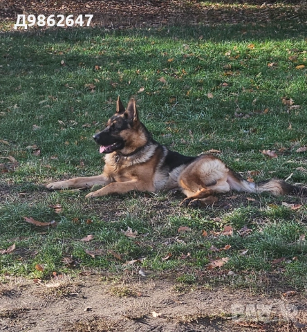 Мъжка немска овчарка за разплод, снимка 2 - Немска овчарка - 54053730