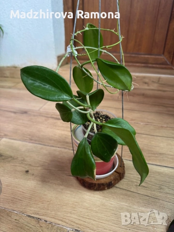  Hoya Хоя Quinquenervia , снимка 2 - Стайни растения - 54569500