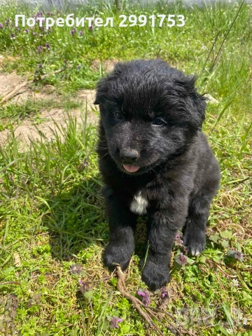 продавам кученца, снимка 5 - Други - 54318818