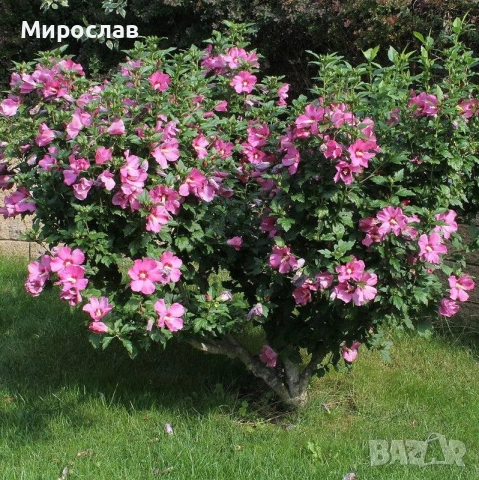 Продавам декоративни храсти Бял и Розов хибискус , снимка 9 - Градински цветя и растения - 55215957