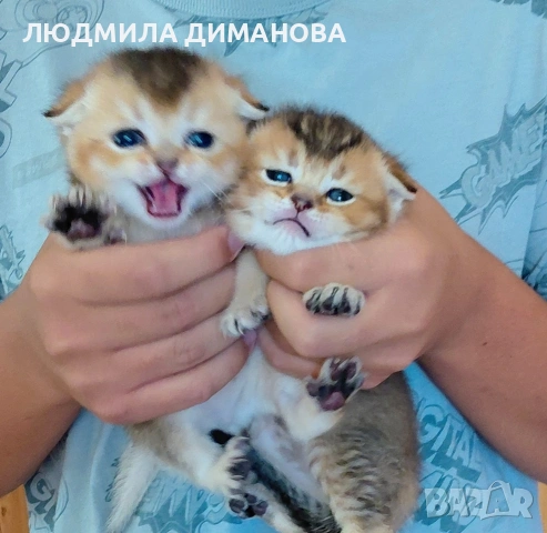 Златни чинчили  мъжки , снимка 5 - Британска късокосместа - 55229038