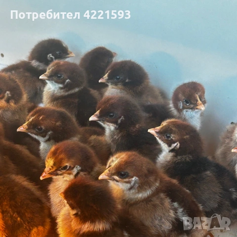 Продавам катунски пилите на една седмица ! Здрави и селектирани от трите линии!, снимка 2 - други­ - 55083074