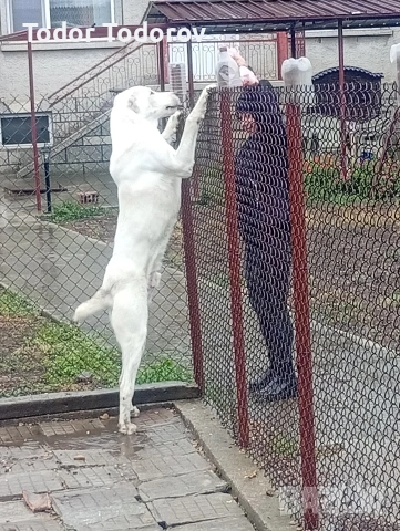 Алабай за разплод 