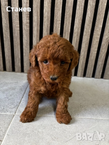 Мини Пудели / Mini Poodles, снимка 7 - Померан - 55655687
