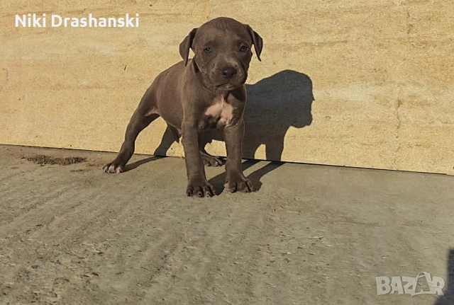 Pit bull питбулчета бул нос, снимка 6 - Питбул - 55218506