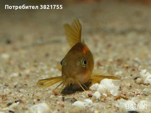 Сомче, сомче corydoras gold laser, gold stripe, снимка 11 - Рибки - 55245469